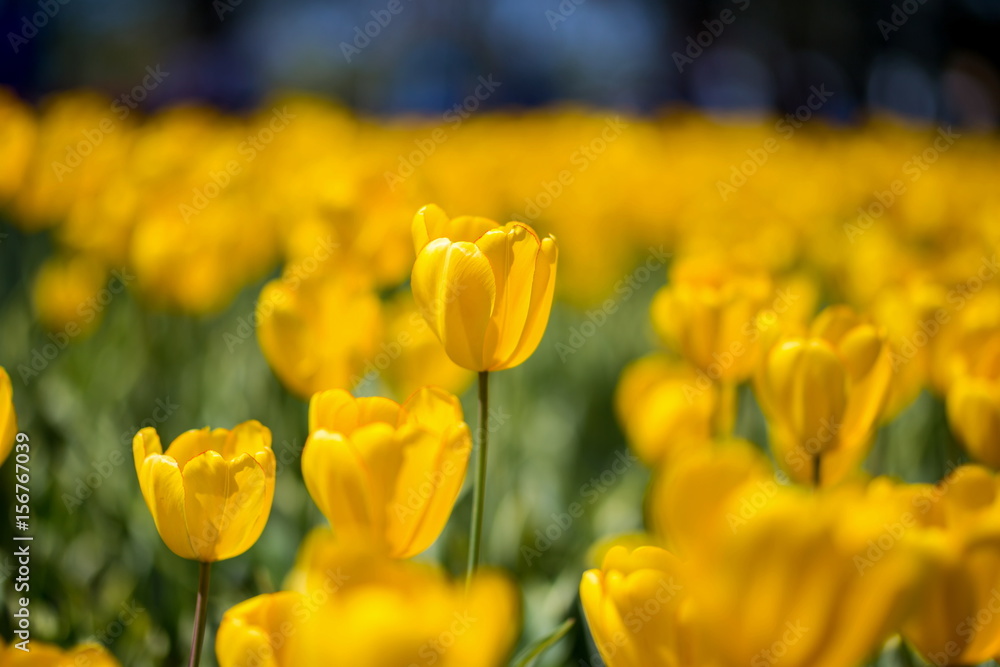 Brightly colored tulips shot at Ottawa tulip festival in Ontario Canada. The mixed bed cultivated flowers supply a color explosion that dazzles in the early spring time sun. Brightly colored tulips shot at Ottawa tulip festival in Ontario Canada. The mixed bed cultivated flowers supply a color explosion that dazzles in the early spring time sun.