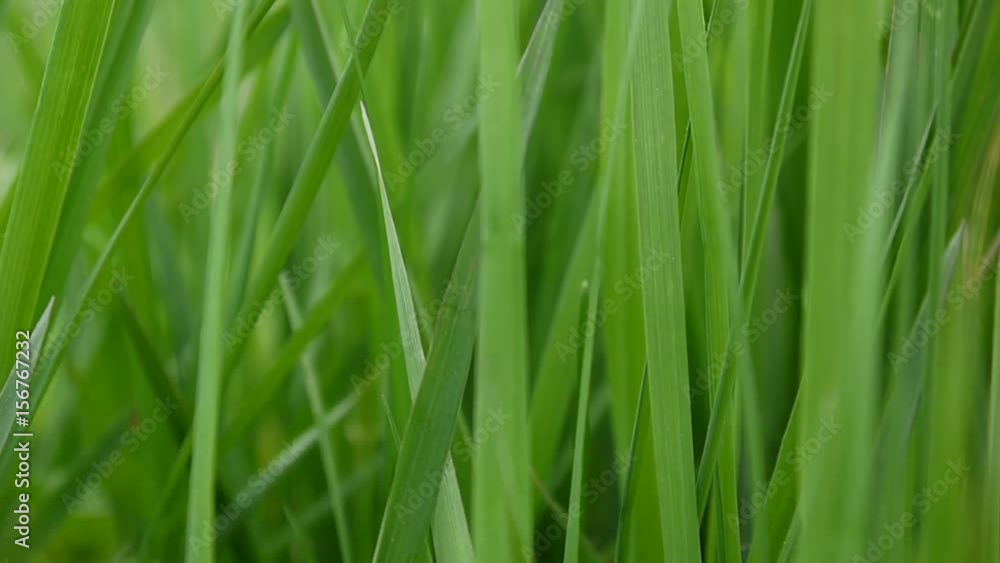 Green grass macro beautiful background spring on wind Green grass macro beautiful background spring on wind