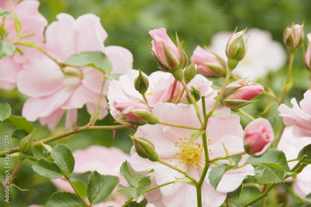 Obraz premium 薔薇