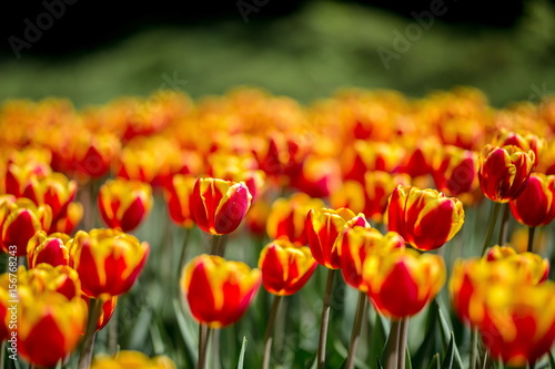 Brightly colored tulips shot at Ottawa tulip festival in Ontario Canada. The mixed bed cultivated flowers supply a color explosion that dazzles in the early spring time sun. © Hummingbird Art