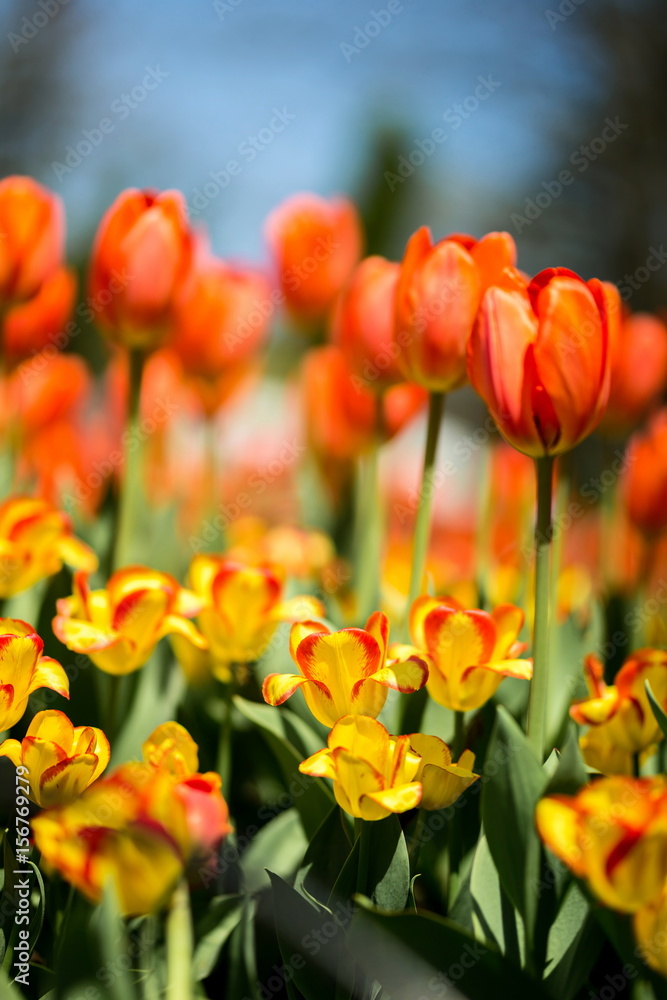 Brightly colored tulips shot at Ottawa tulip festival in Ontario Canada. The mixed bed cultivated flowers supply a color explosion that dazzles in the early spring time sun. Brightly colored tulips shot at Ottawa tulip festival in Ontario Canada. The mixed bed cultivated flowers supply a color explosion that dazzles in the early spring time sun.