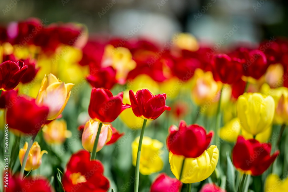 Fototapeta premium Brightly colored tulips shot at Ottawa tulip festival in Ontario Canada. The mixed bed cultivated flowers supply a color explosion that dazzles in the early spring time sun.
