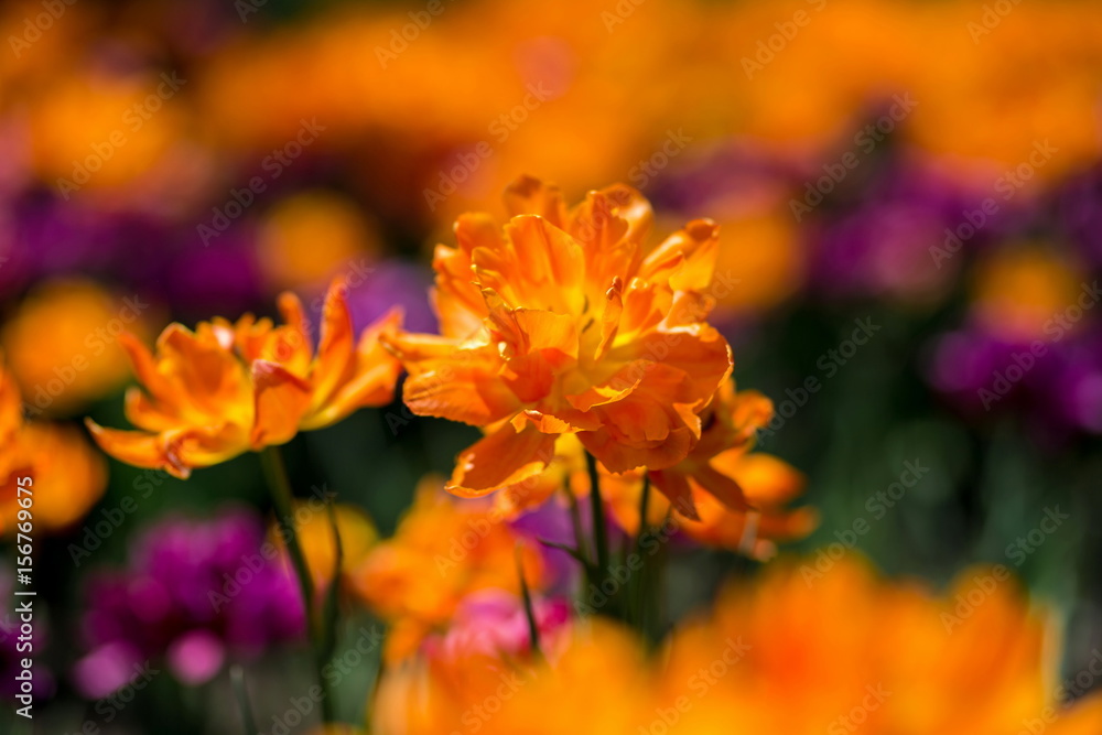 Brightly colored tulips shot at Ottawa tulip festival in Ontario Canada. The mixed bed cultivated flowers supply a color explosion that dazzles in the early spring time sun. Brightly colored tulips shot at Ottawa tulip festival in Ontario Canada. The mixed bed cultivated flowers supply a color explosion that dazzles in the early spring time sun.