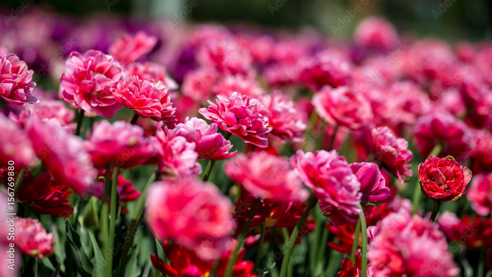 Brightly colored tulips shot at Ottawa tulip festival in Ontario Canada. The mixed bed cultivated flowers supply a color explosion that dazzles in the early spring time sun.