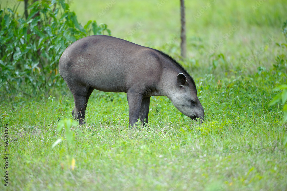Brazilian Tapir (Tapirus terrestris) AKA South American Tapir, The Pantanal, Mato Grosso, Brazil Brazilian Tapir (Tapirus terrestris) AKA South American Tapir, The Pantanal, Mato Grosso, Brazil
