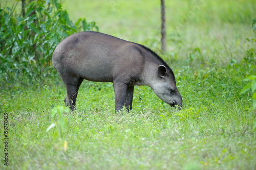 Brazilian Tapir  Tapirus terrestris  AKA South American Tapir  The Pantanal  Mato Grosso  Brazil