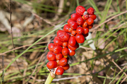 Arum maculatum woodland plant species of the Araceae family. Poisonous plant. Kozlac photo