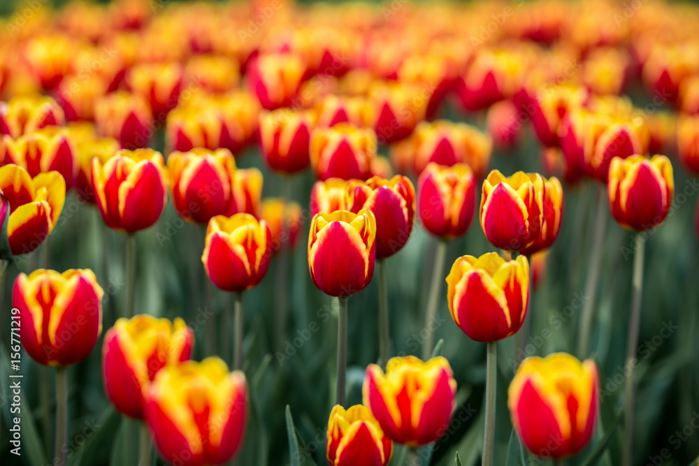 Brightly colored tulips shot at Ottawa tulip festival in Ontario Canada. The mixed bed cultivated flowers supply a color explosion that dazzles in the early spring time sun. Brightly colored tulips shot at Ottawa tulip festival in Ontario Canada. The mixed bed cultivated flowers supply a color explosion that dazzles in the early spring time sun.