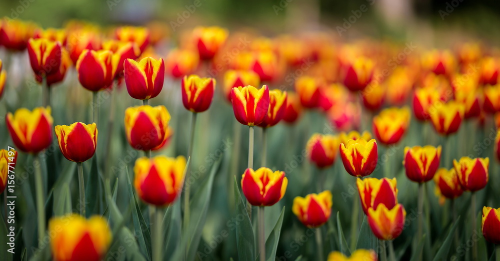 Brightly colored tulips shot at Ottawa tulip festival in Ontario Canada. The mixed bed cultivated flowers supply a color explosion that dazzles in the early spring time sun.