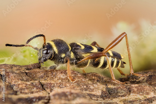 Focus Stacking - Wasp Beetle, Beetle, Clytus arietis photo