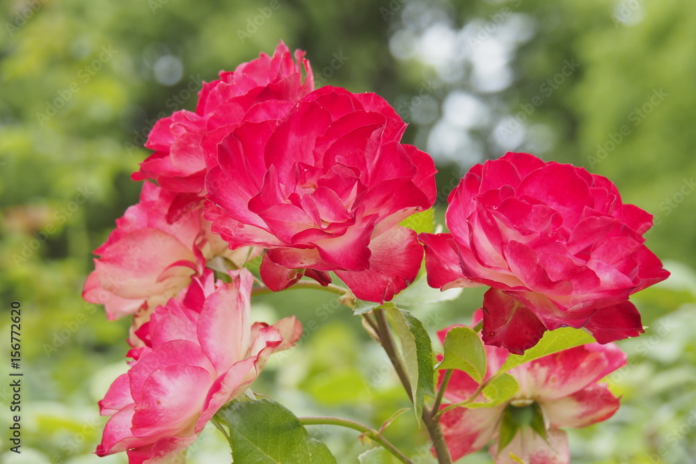 薔薇 薔薇