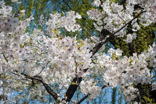Photography Sakura a tokyo