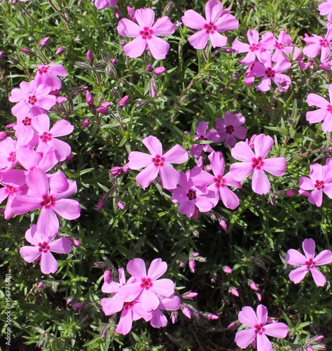 Small Pink Flowers