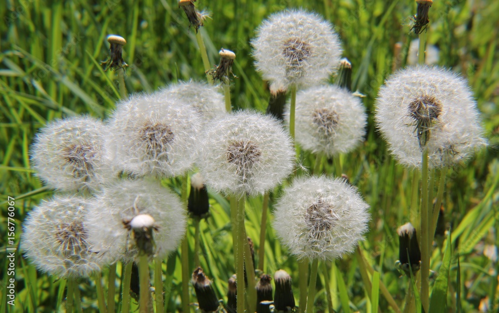 White Dandelions White Dandelions