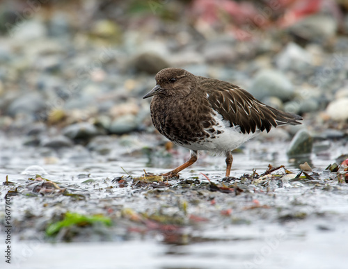 Wallpaper Mural Black Turnstone (Arenaria melanocephala),  Qualicum Beach , British Columbia, Canada Torontodigital.ca