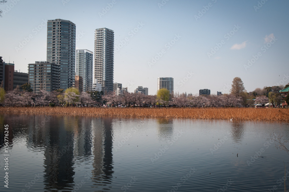 Sakura a Tokyo