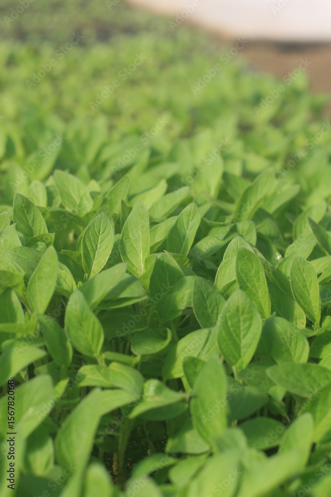 seedling seedling