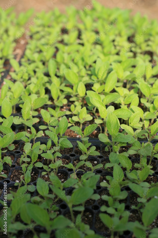 Fototapeta premium seedling 