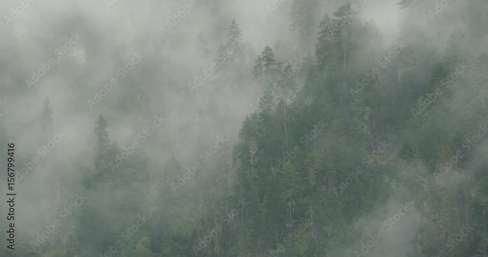 4k mountain mist rising in the morning,fog pine trees,such as wonderland.Bomi County in tibet,the largest precipitation area in China. 4k mountain mist rising in the morning,fog pine trees,such as wonderland.Bomi County in tibet,the largest precipitation area in China.
