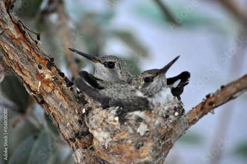 Hummingbord chicks in nest close