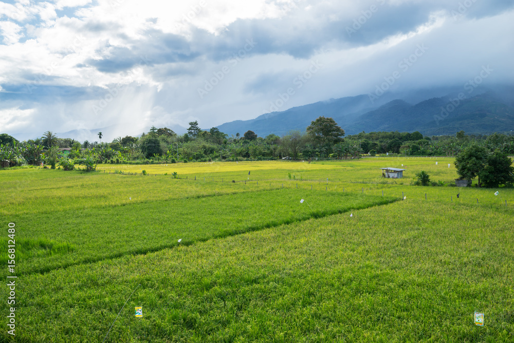 View of traditional paddy field during stormy sunset in Tenom, Sabah, Malaysia.