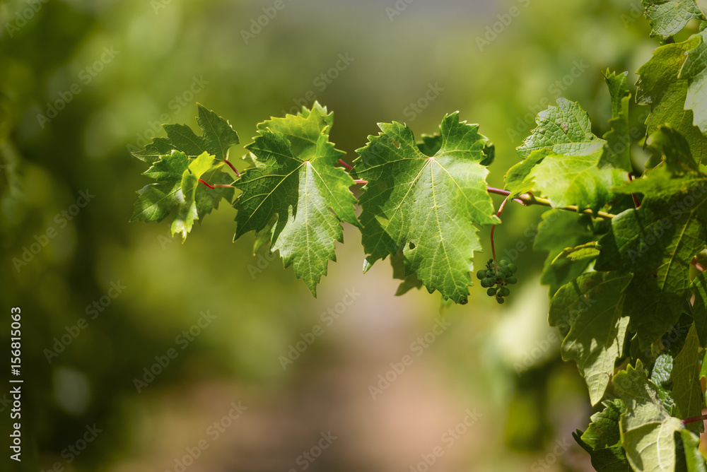 Isolated grape vine branch, grapes ripening in summer Isolated grape vine branch, grapes ripening in summer