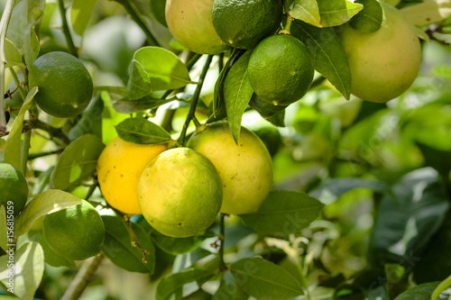 Lemons ripening on tree