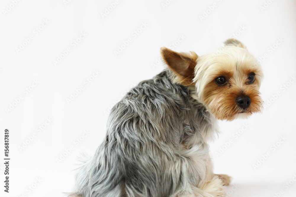 ヨークシャーテリア