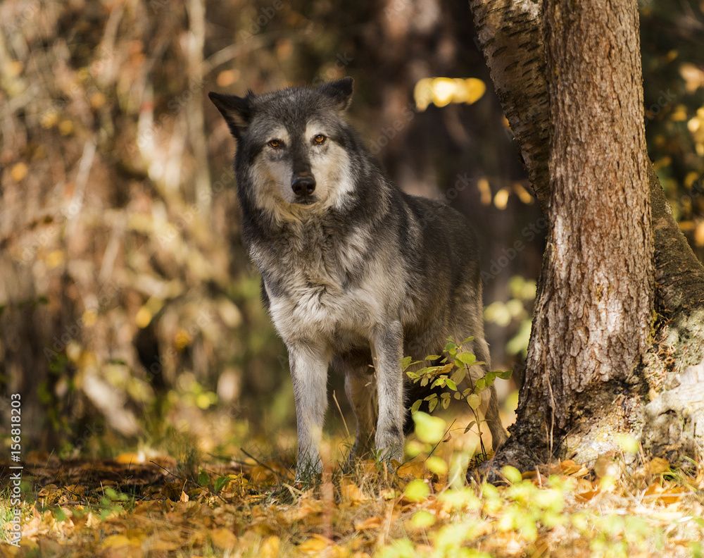 Forest Wolf Forest Wolf