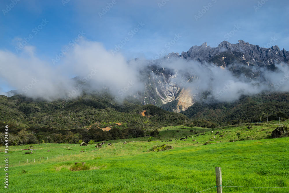 View of dairy farm and Mount Kinabalu as background in Kundasang village, Sabah, Malaysia