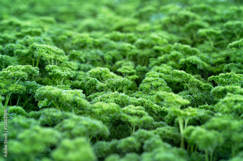 Green Parsley forest