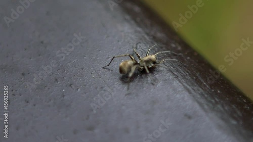 Slow motion of a spider in the forest of manyueyuan at Xinbei, a national recreation area in Taiwan. -Dan photo