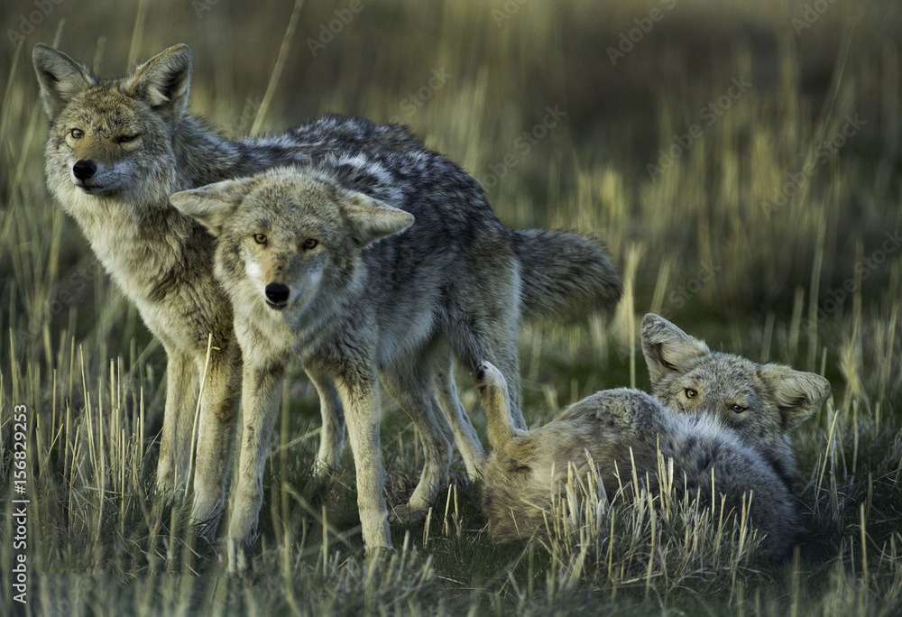 Fototapeta premium Coyote Gang