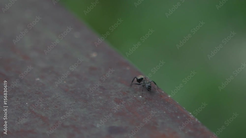 Macro slow motion of a big black ant Polyrhachis latona walking in the wild of forest at Taiwan. Closeup of Slow-mo of formicary insects.-Dan Macro slow motion of a big black ant Polyrhachis latona walking in the wild of forest at Taiwan. Closeup of Slow-mo of formicary insects.-Dan