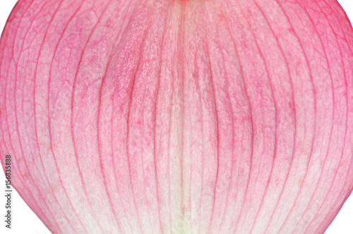 Vászonkép macro view of pink flower petal texture background