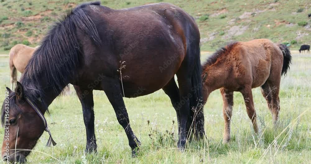 4k horse grazing on the grassland,shangri-la yunnan,china. 4k horse grazing on the grassland,shangri-la yunnan,china.