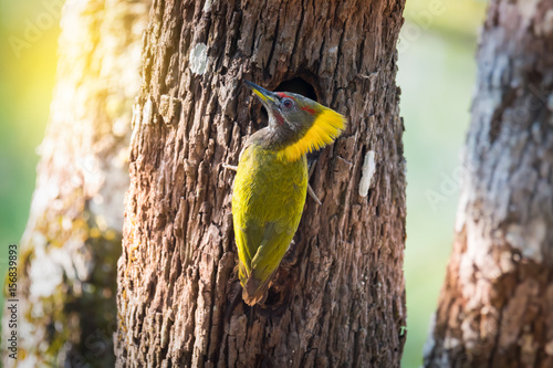 Love of mother.Lesser Yellownape woodpecker ( Picus Chlorolophus ) taking care juvenile bird in the nest hole. photo