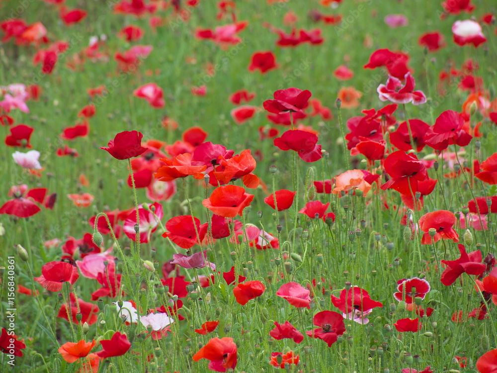 Obraz premium ポピー