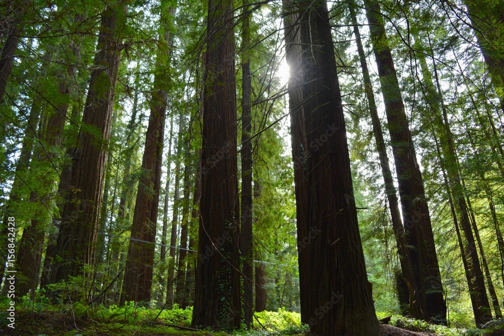Redwood Landscape in Afternoon Light Redwood Landscape in Afternoon Light