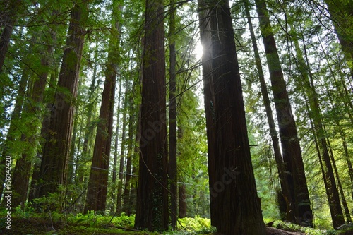 Redwood Landscape in Afternoon Light