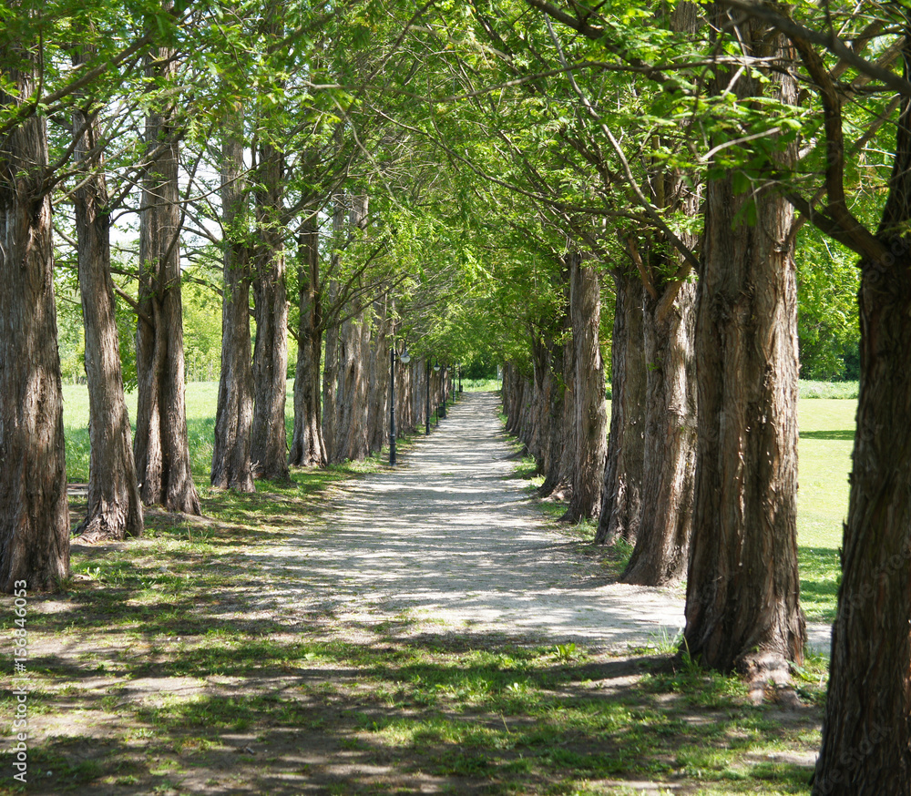 Alley of tree in sunlight Alley of tree in sunlight