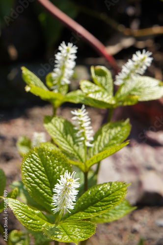 Chloranthus japonicus white flowers with green