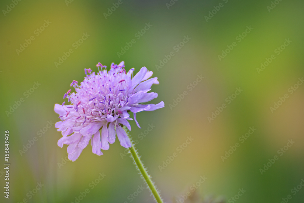 wild flowers on a field in summer
