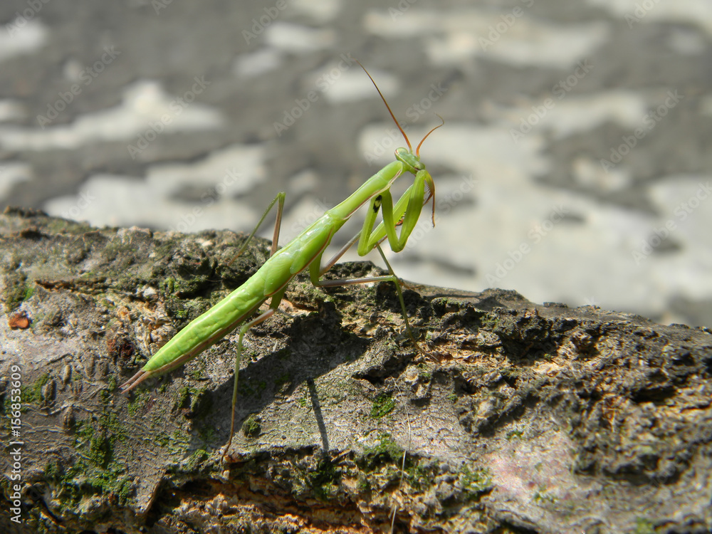 Green mantis in the nature, close Green mantis in the nature, close