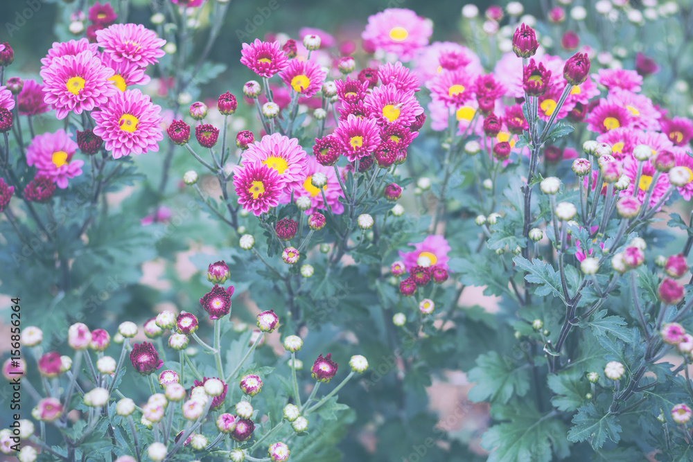 Chrysanthemum Flower. Vintage style.