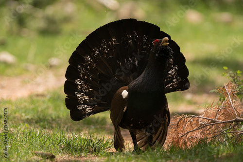 Grand Tétras   Grand coq de bruyère