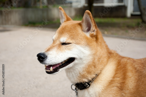 柴犬 shibainu