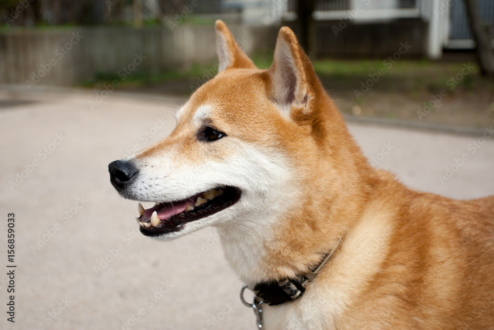 柴犬 shibainu