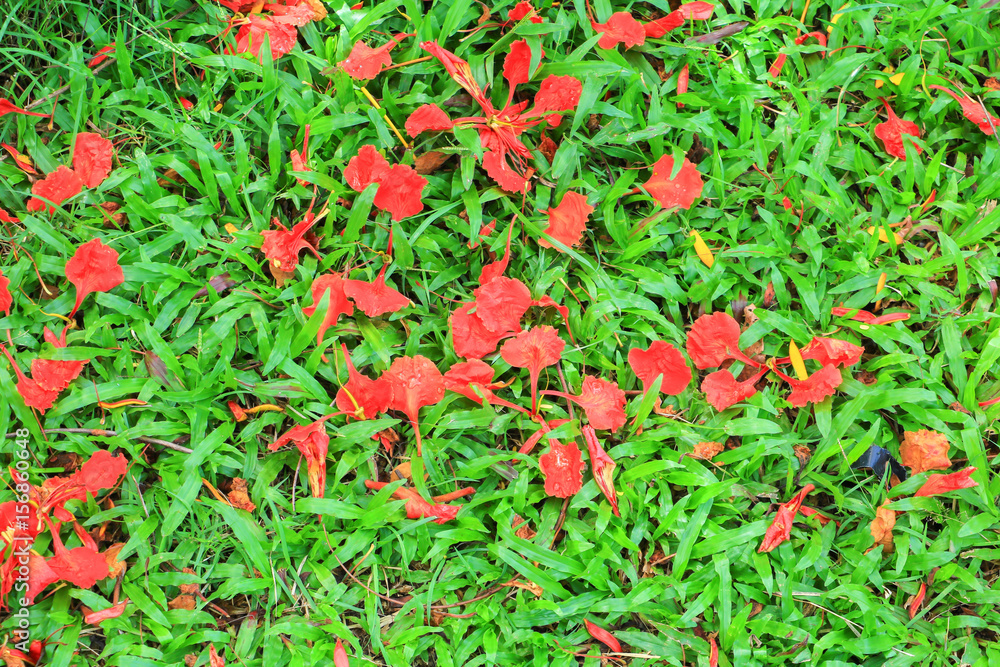 peacock flower drop on the grass background peacock flower drop on the grass background