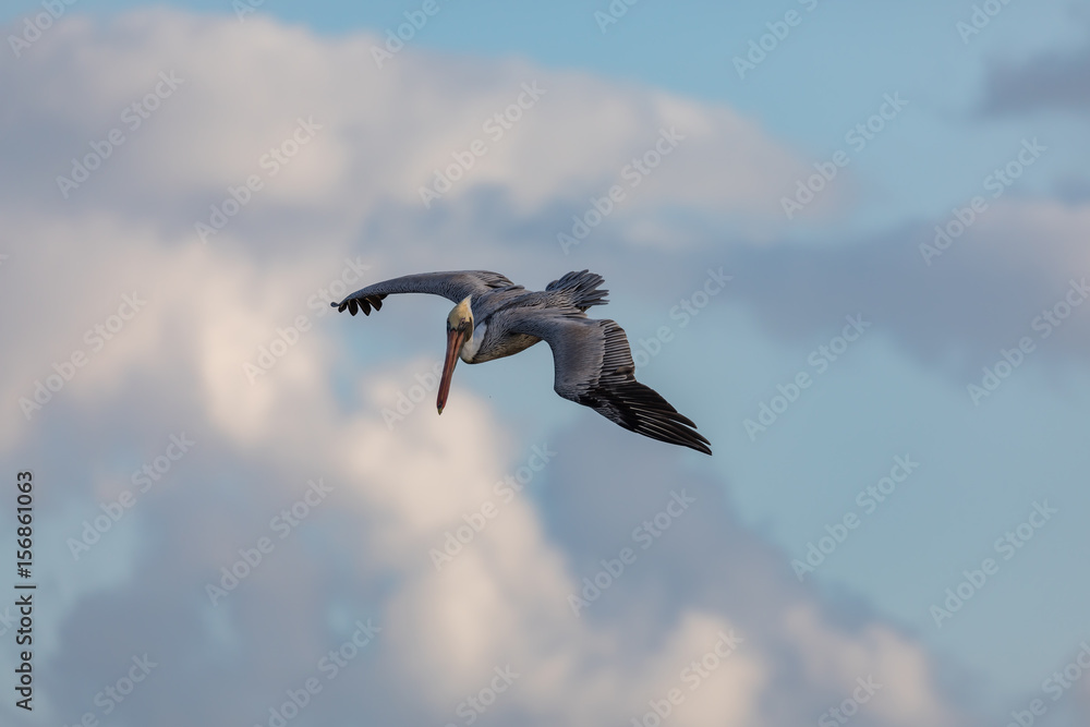 Obraz premium pelican